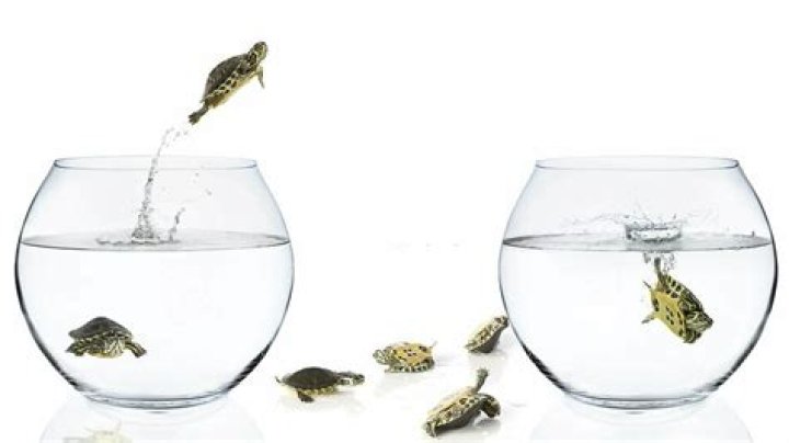 Can turtles jump