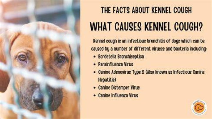 Can you bring kennel cough home on your clothes