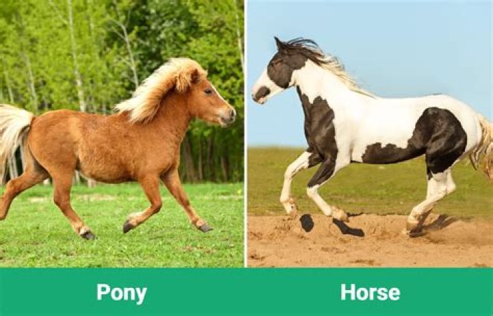 Difference between horse and pony