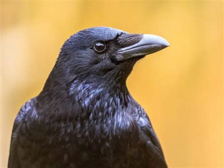 Do crows like shiny things