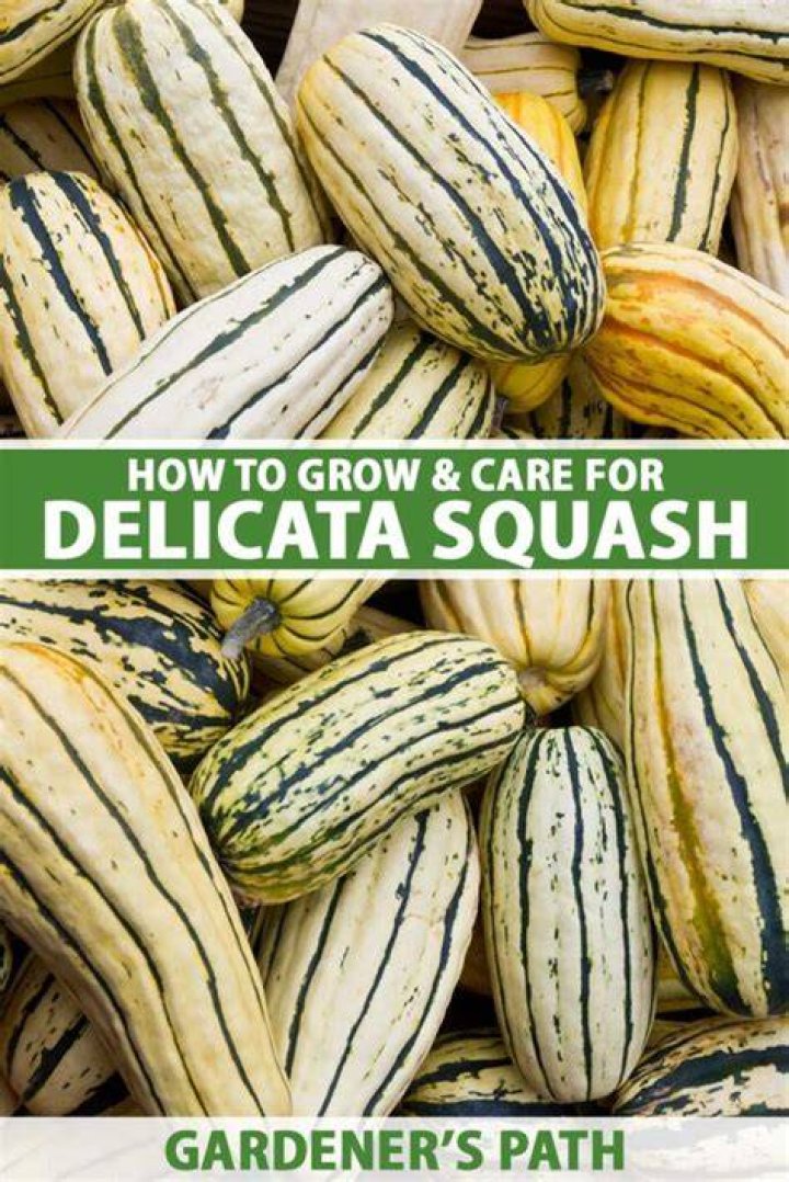 How to store delicata squash