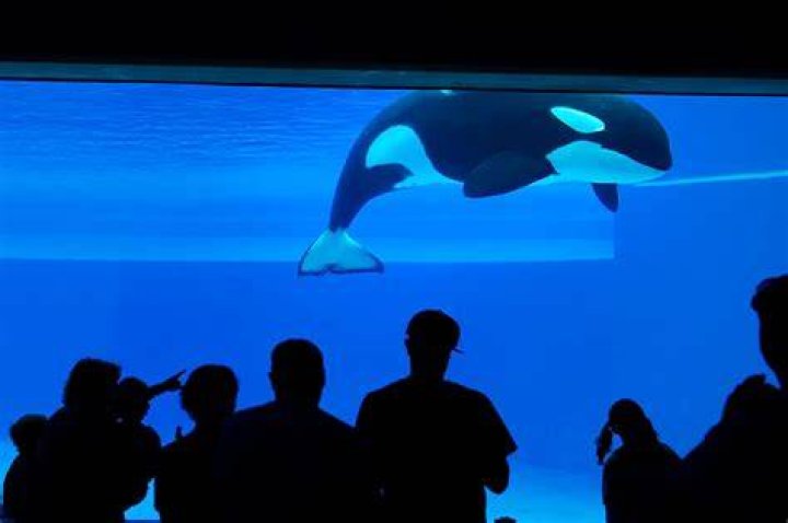 Is Kiska the orca still alive? Is Kiska the whale still alive?
