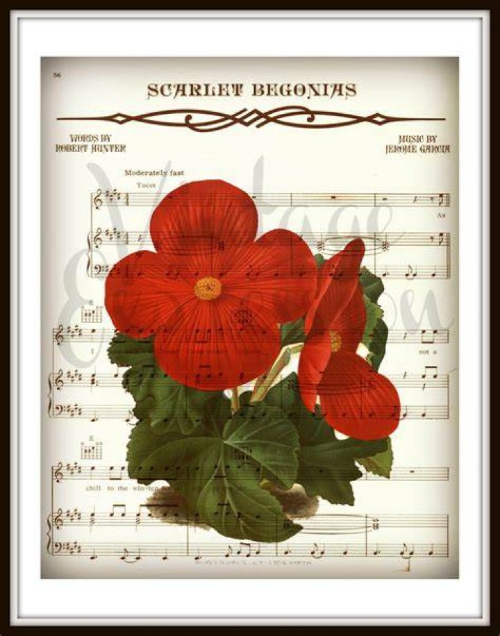 Sublime’s
Scarlet Begonias Lyrics