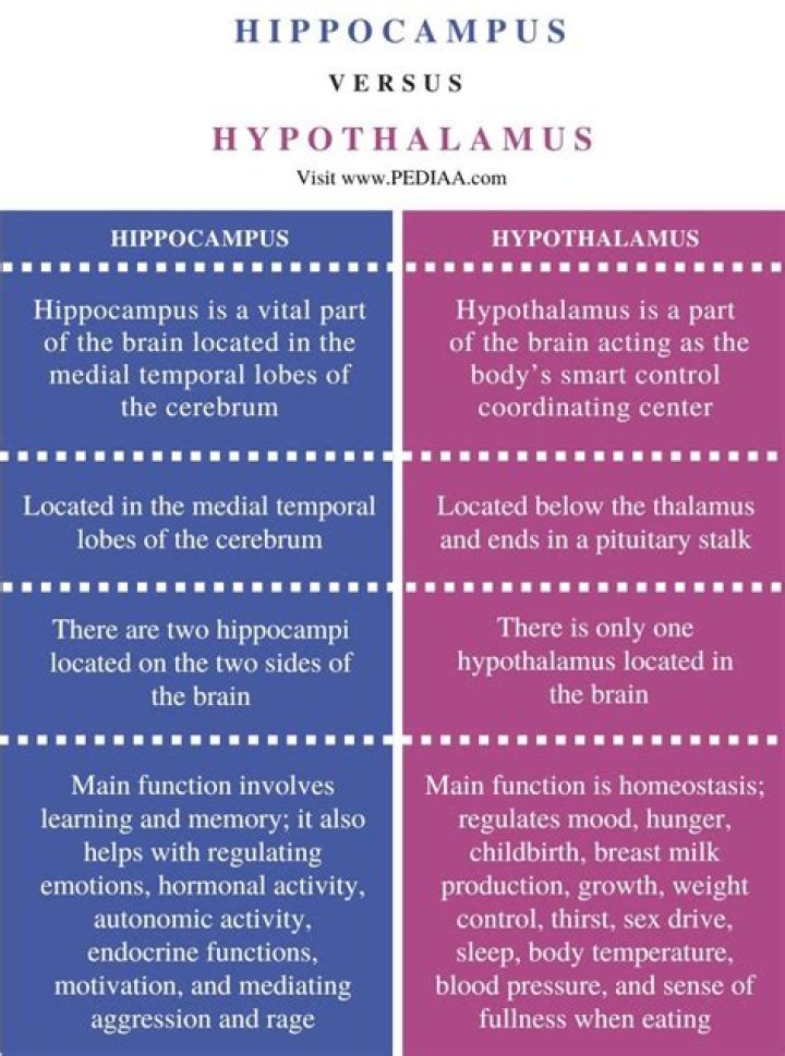 What is the Difference Between Hippocampus and Hypothalamus