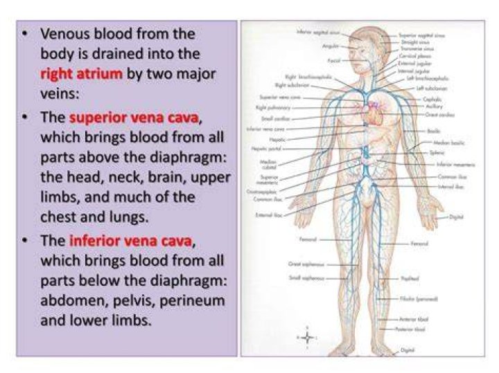 Which is the largest vein in human body