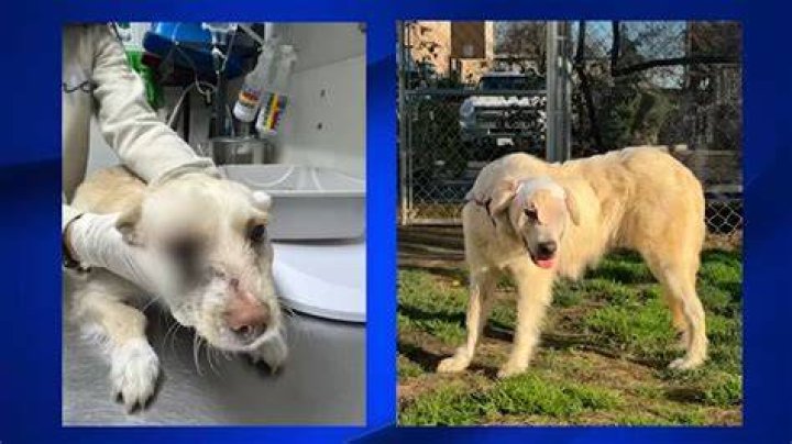 Who Is Quishon Brown? Memphis Man Has Been Arrested & Charged With Aggravated Animal Cruelty