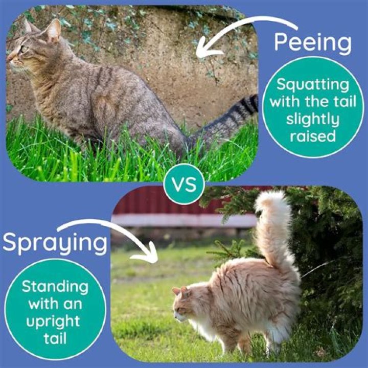 Why is my male cat peeing everywhere all of a sudden